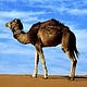 Camel Reader