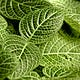 Botany Thoughts