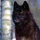 Lupo the Lone Wolf