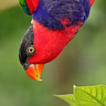 Lorius lory