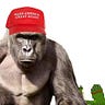Election🐸2018🌹