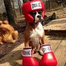 CryptoBoxer