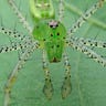 Arachnet