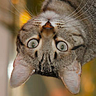 UpSideDownCat ↺
