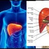 Spesialis Penyakit Liver Hati