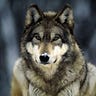 Ulf Wolf