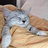Comfy Harry