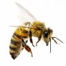 beehave