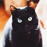 котик-бегемотик