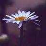 Daisy Linka