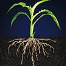 Business Root