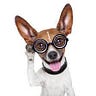 thecodingdog