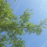 Gleditsia Triacanthos