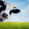spacecows