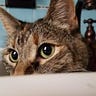 Mr. Cat Computer