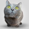 Curious Cat