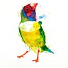 Faddy Finch