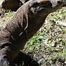 Komodo tours Indonesia