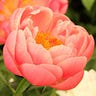 sheblooms
