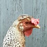 The Enquiring Chook