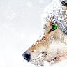 Alpha Wolf Dynamics