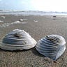 Gen Mbs Bastidas Sanabria