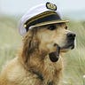 The Dogs in Hats Party of America
