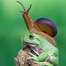 Skink