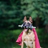 ExpertDog92