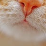 A-Cat