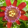Flor de maracujá