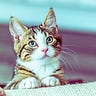 Feliway