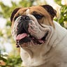 Victor E. Bulldog