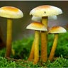 Mushroom hunter