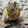 crazychipmunk