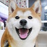 Shiba.Inu.Komino 柴犬mi佬
