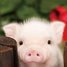 Crypto Piglet