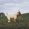 New Farmer, QC