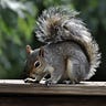 Saigon Squirrel