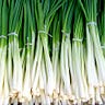 GreenScallion