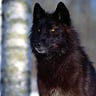 Lupo the Lone Wolf