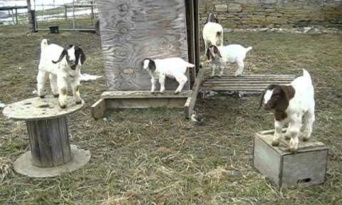 Ugly Old Goat - Medium