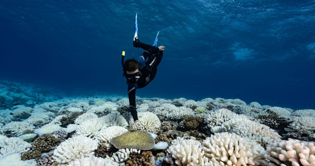 Scientists Turn to 3D Printing to Save Devastated Coral Reefs