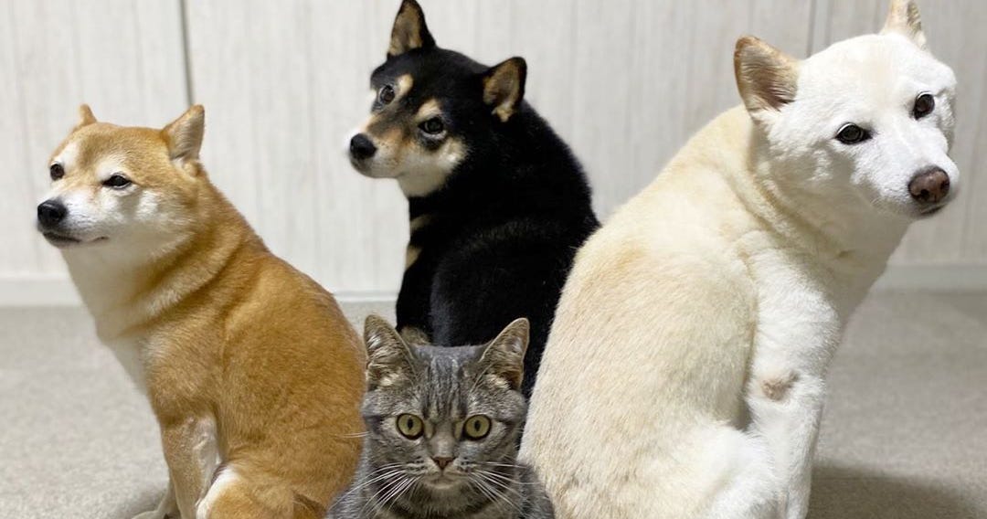 just-30-photos-of-a-cat-who-thinks-hes-a-dog