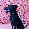 A medium black dog sits in front of a wall of pink roses and gazes to the left, alert