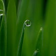 Water dew on green grass