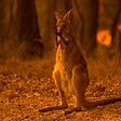 ‘1 Billion Animals Killed’ In Australia’s Wildfires May Only Be the Beginning