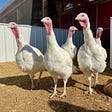 How Five Turkeys Escaped Becoming Holiday Dinner