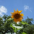 a single large sunflower against a blue sky representing minimalism