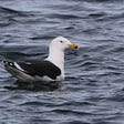 The Great Black-backed Gull